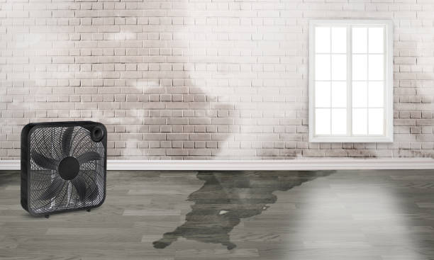 Best Carpet water damage restoration  in Galls, IN